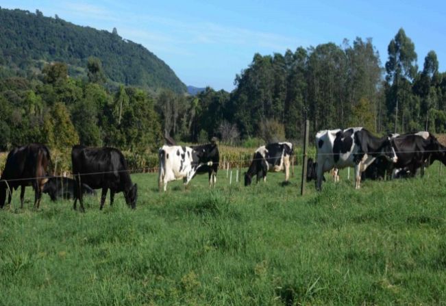 Entre-Ijuís contemplado com o Projeto de Apoio à Inseminação Artificial.